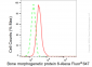 KD-Validated Anti-Bone morphogenetic protein 6 Rabbit Monoclonal Antibody